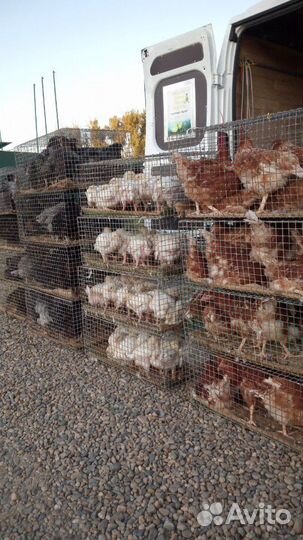 Несушка Хайсекс Браун, Доминант, Минорка