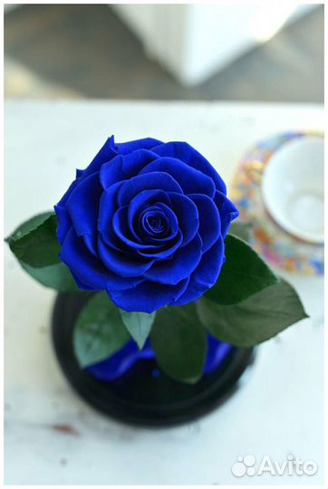 Самая большая вечная розы в колбе