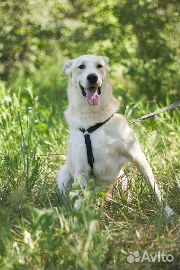 Красавица Синди из приюта ждет свою семью