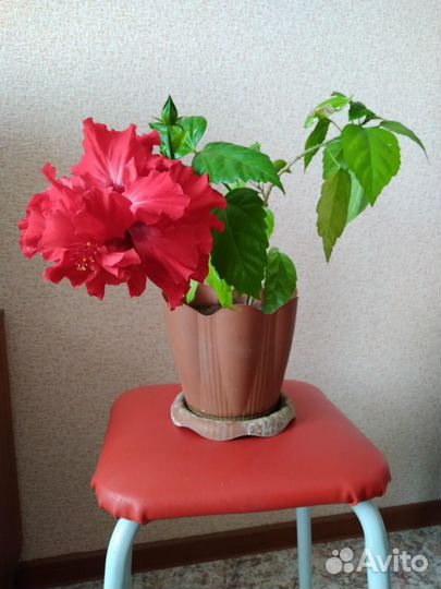 Комнатные цветущие цветы