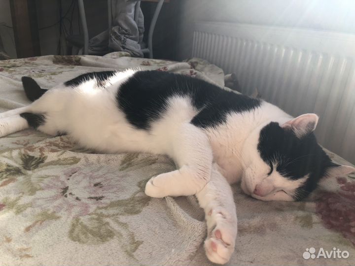 Отдам кота в добрые руки