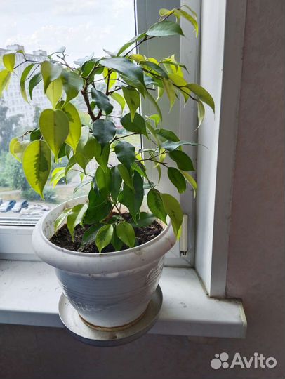 Фикус Бенджамина