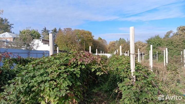 Продаются саженцы ежевики