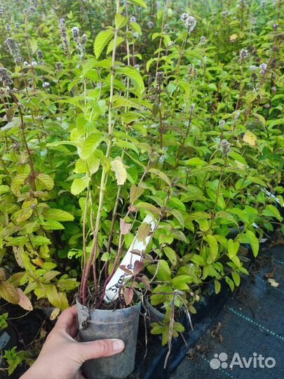 Мята сортовая, Партеноциссус (виноград девечий)