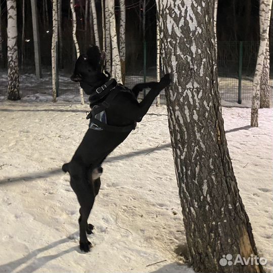 Кане корсо в добрые руки