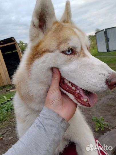 Сибирский хаски