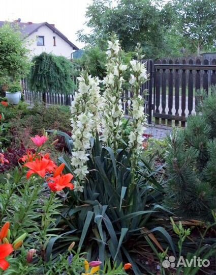 Юкка нитчатая уличная