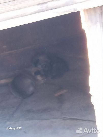 Собака в добрые руки отдам бесплатно