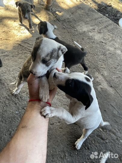 Щенка в добрые руки