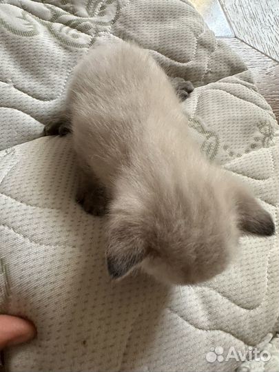 Кошки и котята
