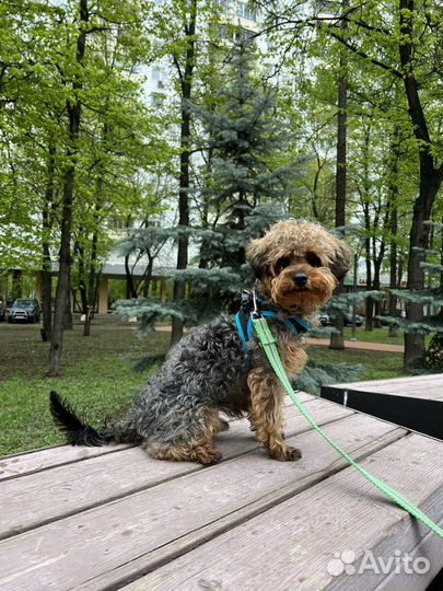 Вязка йорки пу