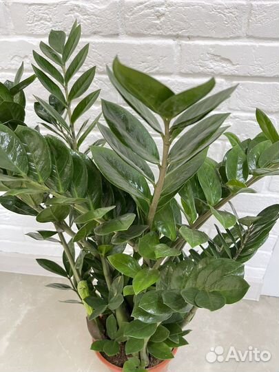 Замиокулькасы