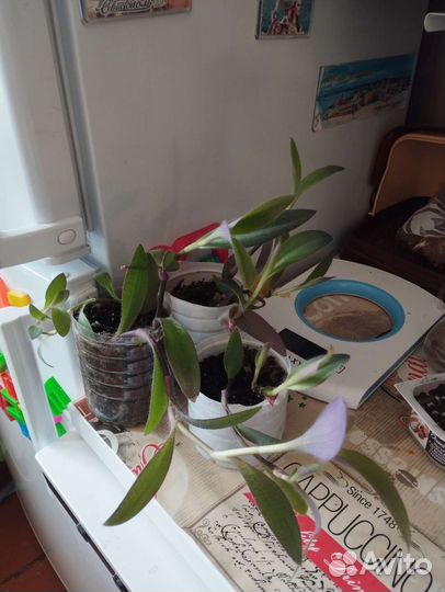 Традесканция (укоренённые отростки)