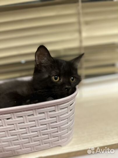 Котята в дар