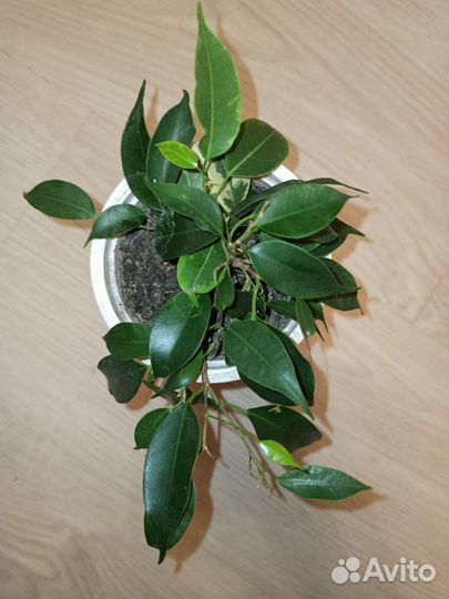 Фикус бенджамина