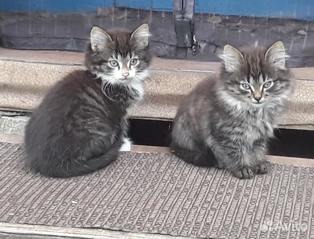 Котята от Русской голубой