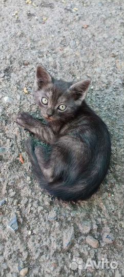 Шотландские вислоухие котята бесплатно