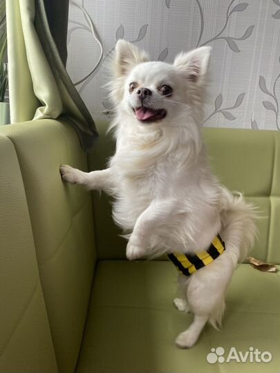 Кобель для вязки