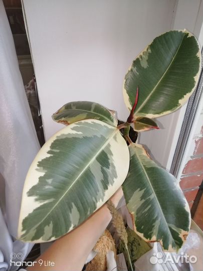 Фикус эластика тинеке,давно Укоренен,вариегатный