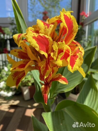 Канны желтые