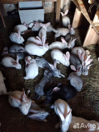 Мясо кроликов