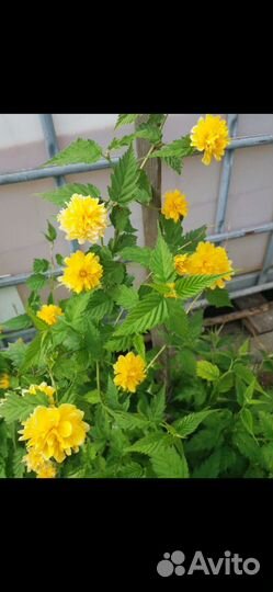 Керрия японская