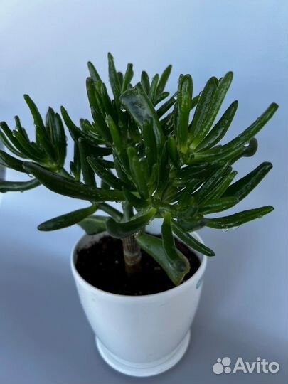 Крассула хоббит