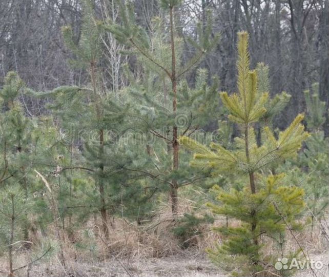 Саженцы сосны