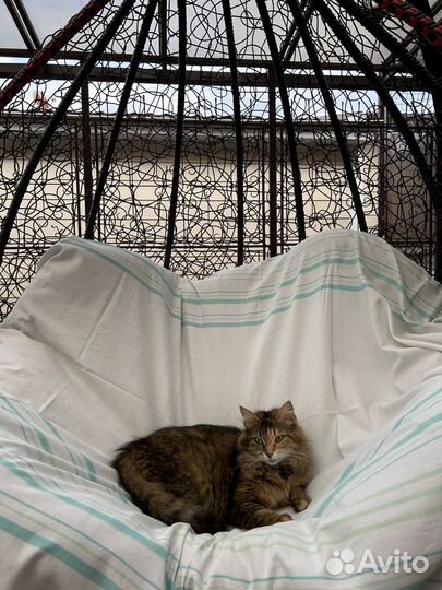 Девочки ищут дом