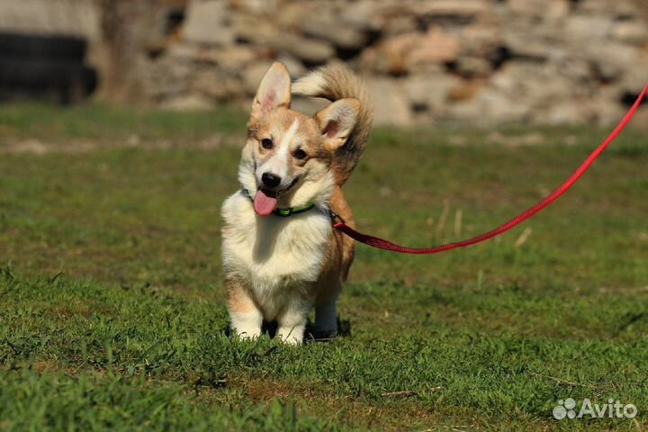 Девочки вельш корги пемброка