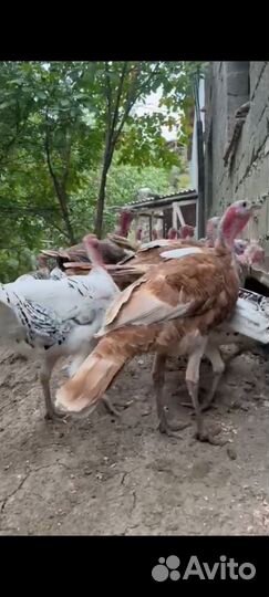 Продаются индюки