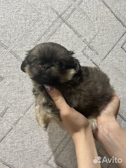 Щенки пекинеса