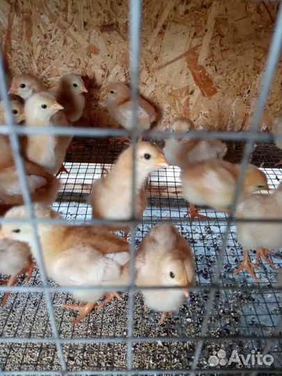 Цыплята подрощенные Ломан Браун