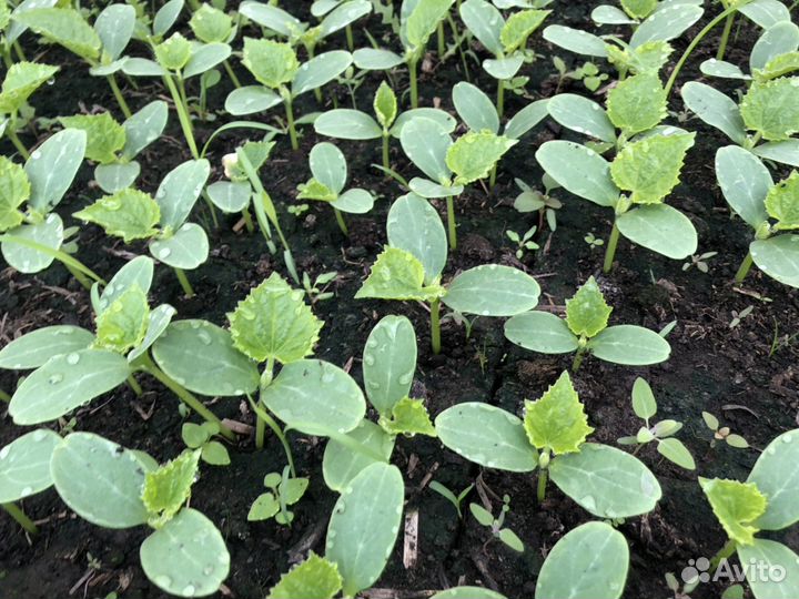 Рассада огурцов помидор перец и т д