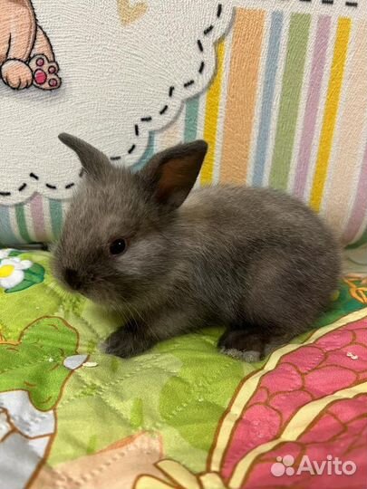 Кролики декоративные мини