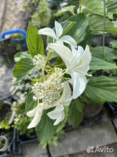 Гортензия грейт страр саженцы