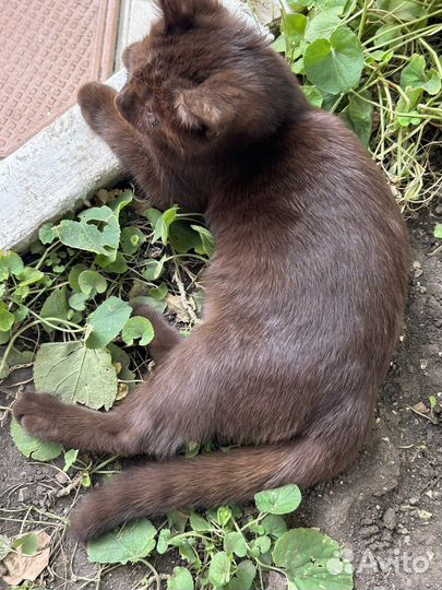 Отдам котенка