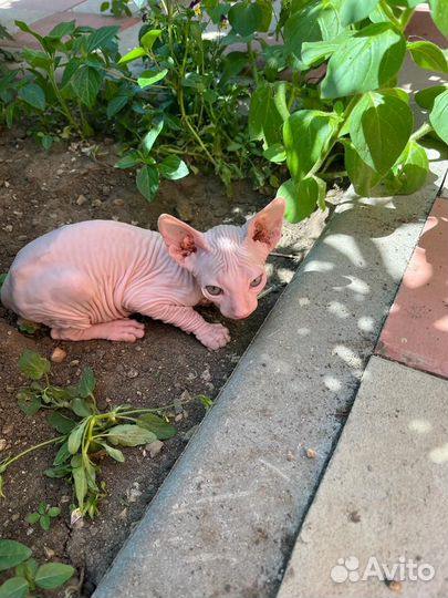 Лысые котята сфинкс