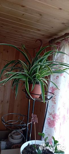 Хлорофитум