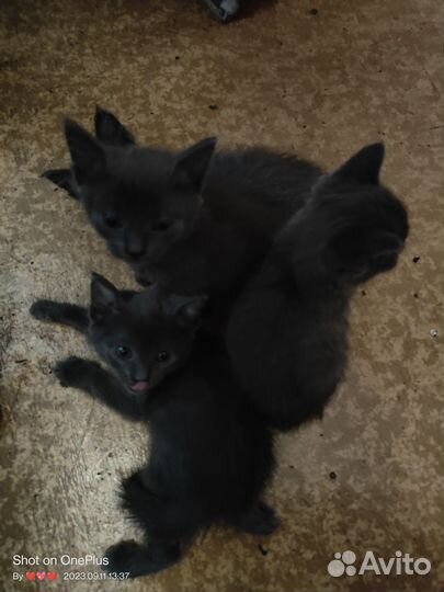 Котята в добрые руки
