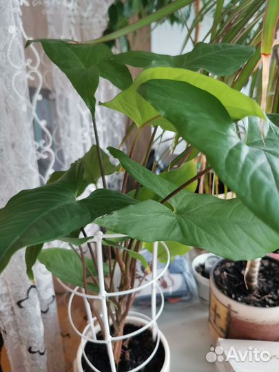 Продам цветы комнатные