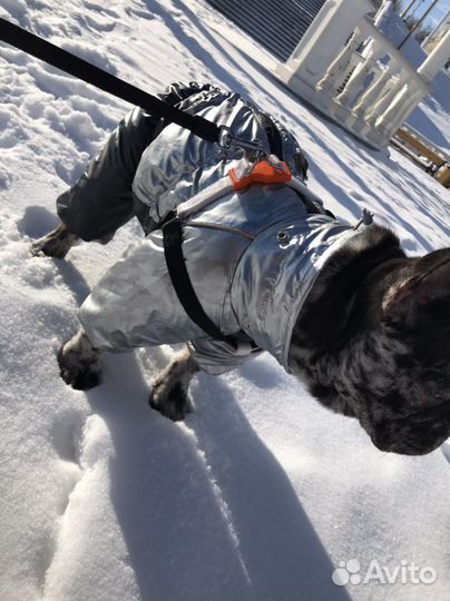 Комбинезон для собаки