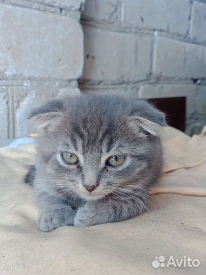 Шотландская вислоухая кошка бесплатно