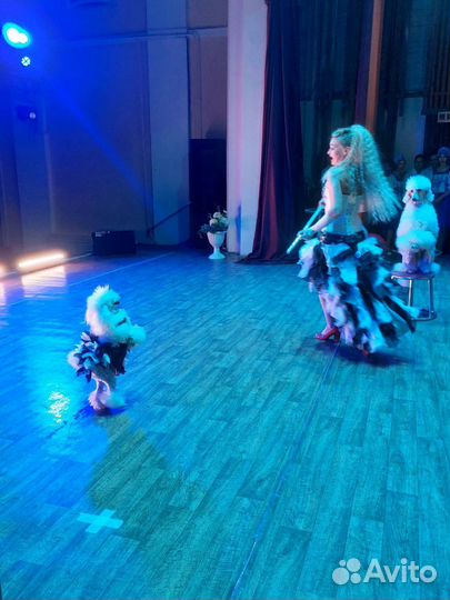 Дресерованные животные на ваш праздник