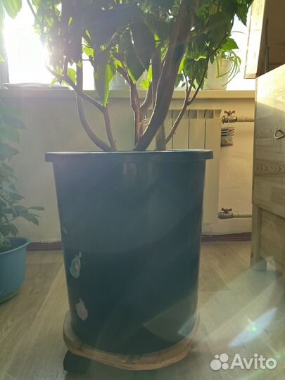 Китайская роза