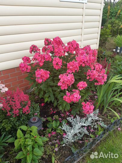 Многолетние флоксы метельчатые