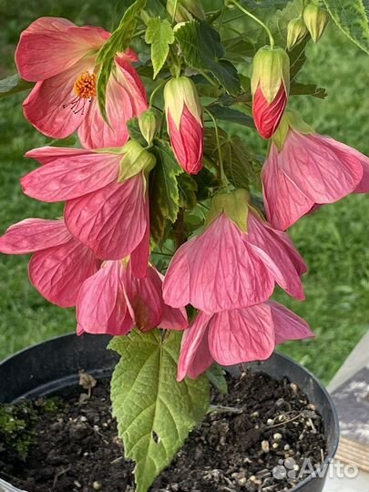 Абутилоны цветущие