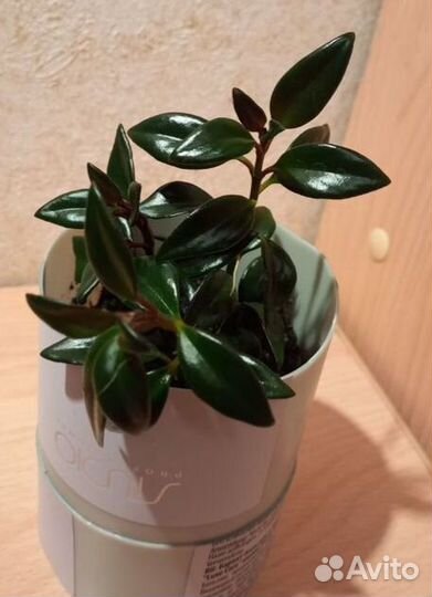 Нематантус