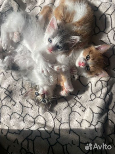 Котята в добрые руки