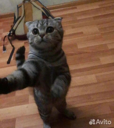 Передержка кошек, собак грызунов, птиц и др. жив-х